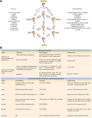 Targeting phosphoinositide signaling in cancer: relevant techniques to study lipids and novel avenues for therapeutic intervention